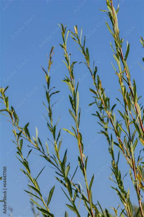Salix Purpurea Purple Willow Or Osier Is A Species Of Salix Native To