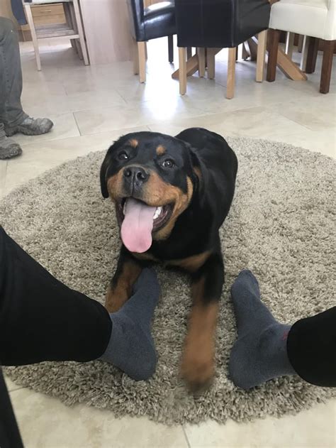 Big scary Rottweiler turns 6 months old! : r/doggos