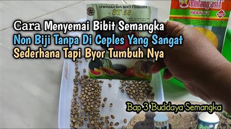 Cara Menyemai Bibit Semangka Non Biji Tanpa Di Ceples Yang Sangat