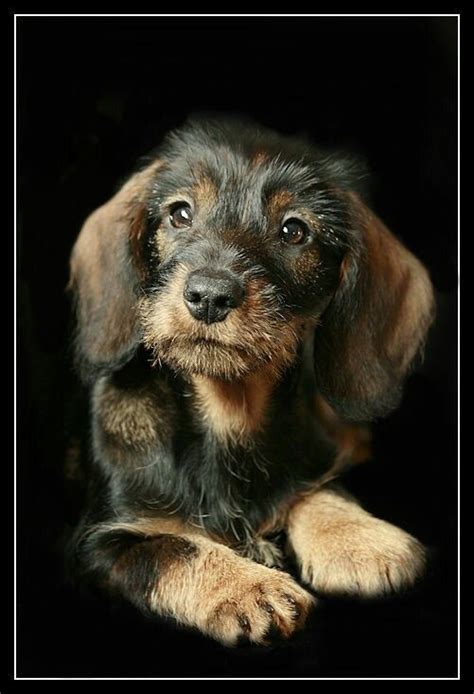 Dachshund Wirehaired Dackel Bilder Dackel