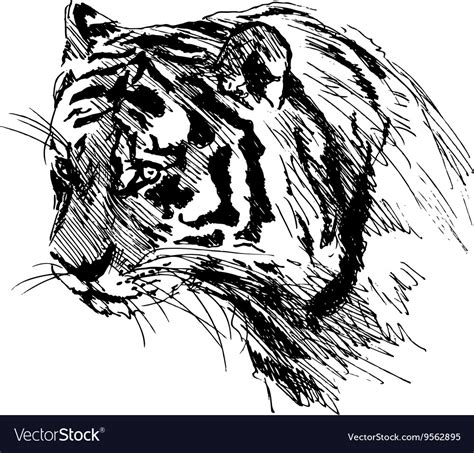 White Tiger Drawing Sketch