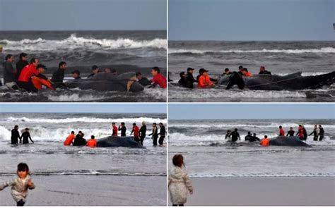 Encall Una Ballena En Punta Mogotes Fuerte Operativo Para Salvarla