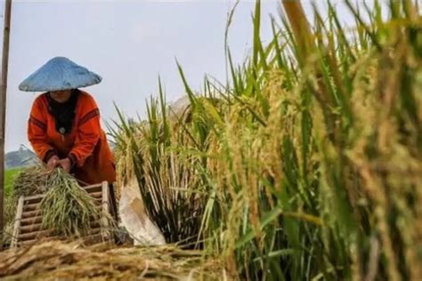 Kritik Tegas Ktna Bulog Didesak Serap Gabah Petani Demi Stabilitas