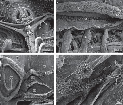 Scanning Electron Micrographs Of The Peripharyngeal Band Pb And