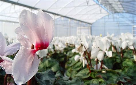 Cyclamen Persicum Portal Tecnoagr Cola Noticias Espa A