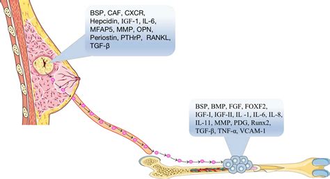 Frontiers The Signaling Pathways Associated With Breast Cancer Bone