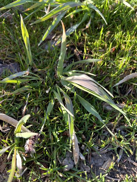 Grass Weed Type Rlawncare