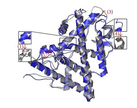 The Variation Of 5 Hydroxy L Tryptophan And ESR1 Complex In MD