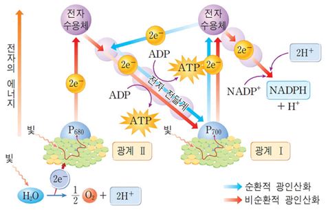 물질대사 광합성 명반응 순환적 광인산화 비순환적 광인산화 네이버 블로그