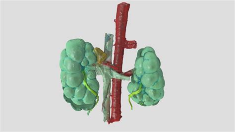 Kindeys With Aorta And V Cava Caud Cow D Model By University Of