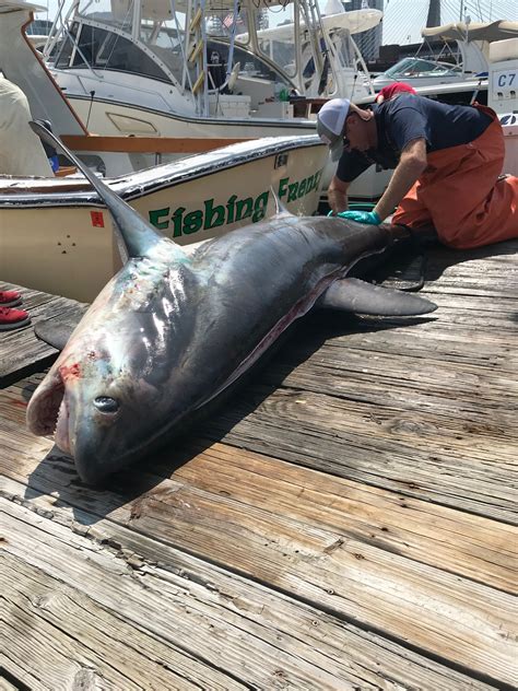 Jumping Thresher Shark! @ Boston Fishing Charters