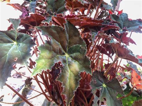 Red Velvet Begonia Ornamental Plant Which Is A Type Of Begoniaceae