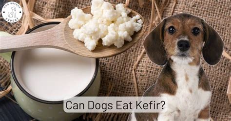 Can Dogs Eat Kefir? Is It Good For Them?