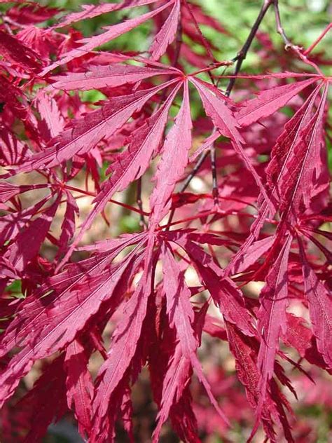 Tamukeyama Japanese Maple Mendocino Maples Nursery