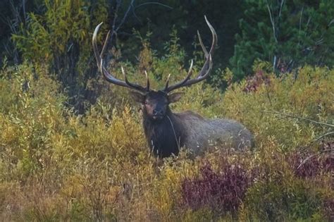 Majestic Elk - Pinedale Online News, Wyoming