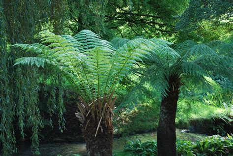 Dicksonia Antartica Ferns For Sale Uk Letsgoplanting Co Uk