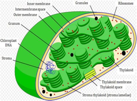 2 Biol Lab 5 Chloroplasts And Mitochondria Flashcards Quizlet