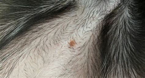 Brown Spots On Dog Belly That Look Like Dirt Pictures