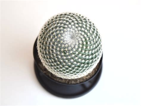 Mammillaria Elegans Etsy
