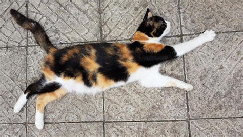 Calico Cat Helps Us Better Understand Human Genetics