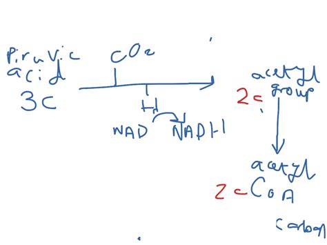 Science Biology Physiology Showme