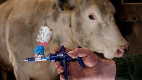 Bluetongue Vaccine Available For Cattle And Sheep By July Farmers Weekly