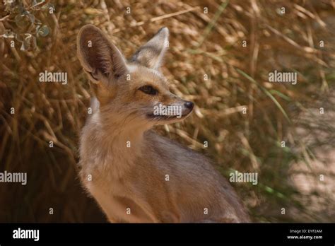 Fennec Fox Vulpes Zerda Sinai Desert Egypt Stock Photo Alamy