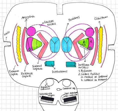 Basal Ganglia Corpus Striatum Caudate Nucleus Lentiform Nucleus