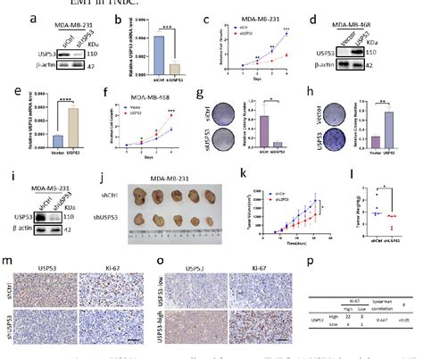 Figure 2 From USP53 Exerts Tumor Promoting Effects In Triple Negative