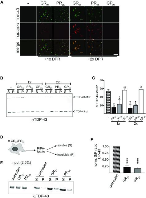 Poly Gr And Poly Pr Promote Phase Separation Of Tdp A Condensate