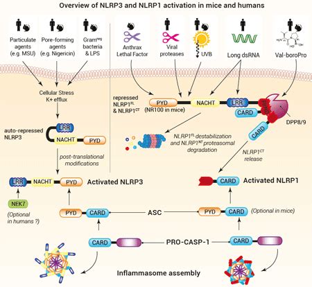 Inflamasomas Una Historia De Dos Sensores Inflamas Micos Nlrp Y Nlrp