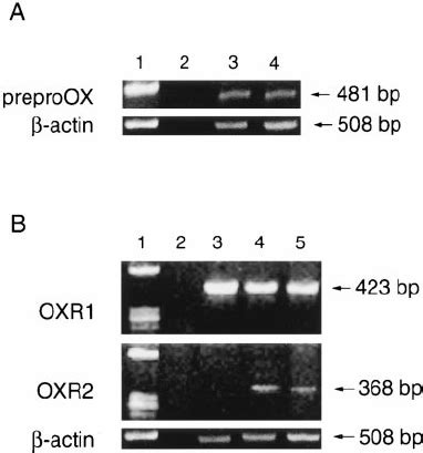 Localization Of PreproOX And Orexin Receptor MRNA In The ENS A RT PCR