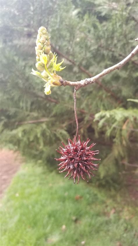 What tree has these seed pods? Eastern US : r/treeidentification