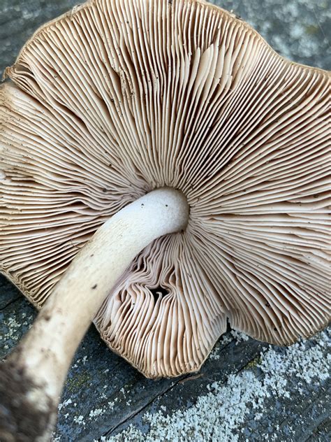 Pluteus Cervinus Group Deer Shield Mushrooms Of Ct