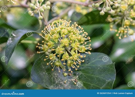 Common Ivy Hedera Helix Arborescens A Spherical Umbel Of Yellow Green