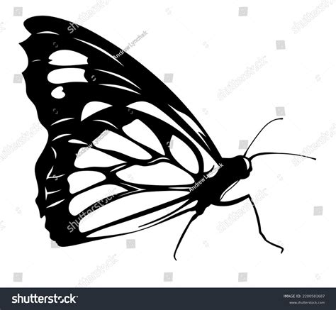 Butterfly Isolated Illustration Black White Butterfly Stock ...