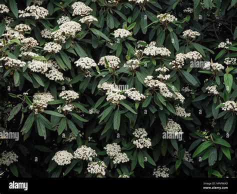 Leatherleaf Arrowwood Viburnum Rhytidophyllum Hi Res Stock Photography