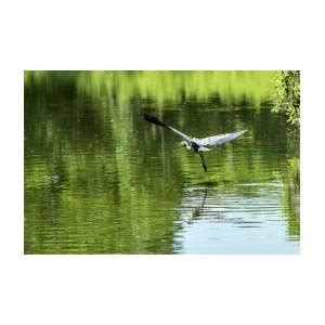 Great Blue Heron Takes Flight Photograph By Ed Peterson Fine Art America