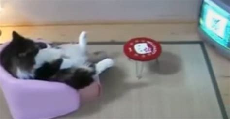 Do These Cats Think They Are Human? - We Love Cats and Kittens