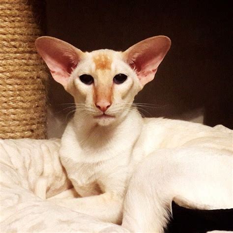 Flame Point Siamese Oriental Shorthair Cat Oriental Shorthair Cats