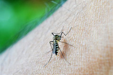 How To Reduce And Prevent Mosquitoes In Your Central MN Yard