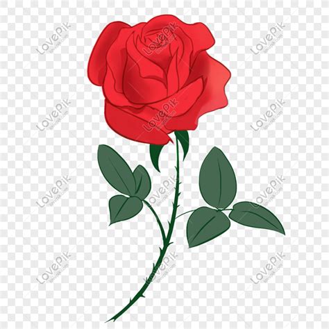 Red Rose Clipart No Background