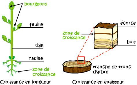 La Croissance Mymaxicours