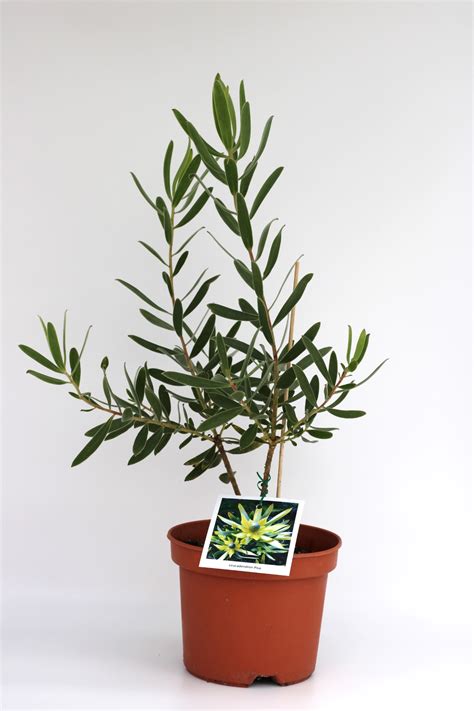 Leucadendron Pisa Horto Girassol