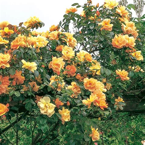 ENREDADERAS Y ARBUSTOS DE PARED PARA SOMBRA EN CLIMAS FRIOS Jardines