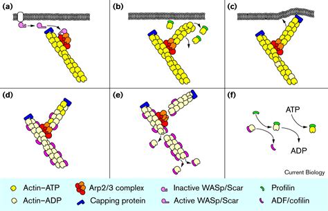 Cellular Regulation Of Actin Network Assembly Current Biology