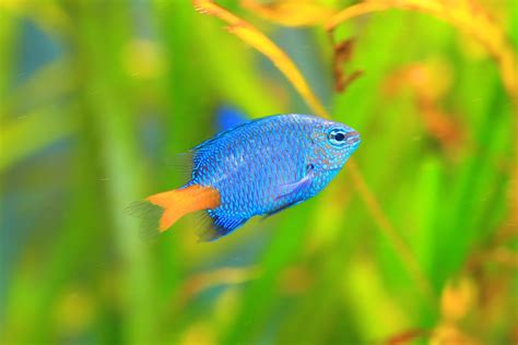 15 Stunning Blue Aquarium Fish Species | Build Your Aquarium