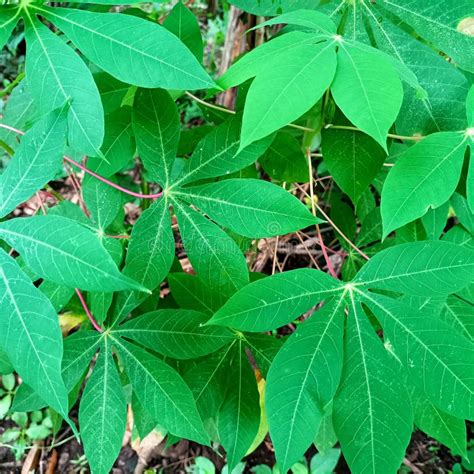 Manihot Esculenta Or Cassava Leaves A Plant That Has Finger Bones