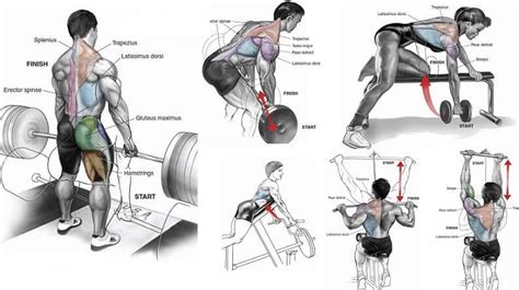 6 Best Muscle Building Back Exercises