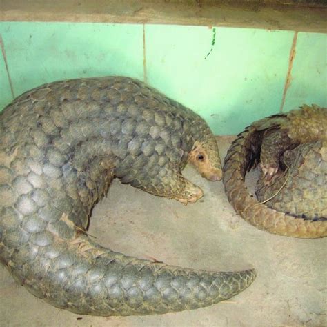 (PDF) Captive breeding of pangolins: Current status, problems and ...